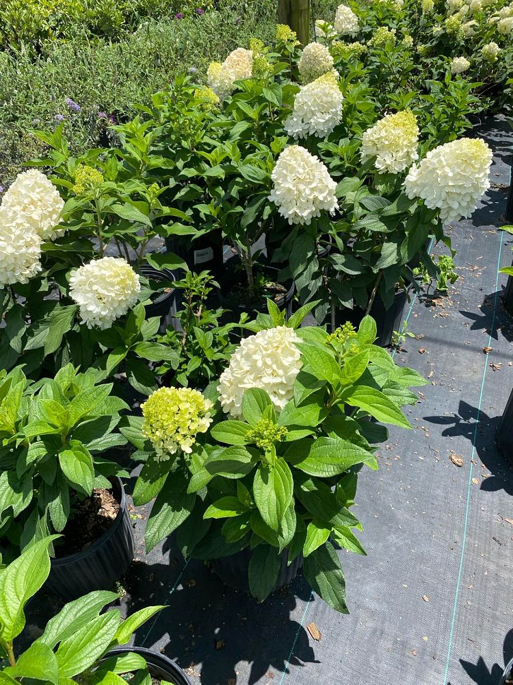 hydrangea-paniculata-pan1782hydr-hydrangea-sweet-starlight