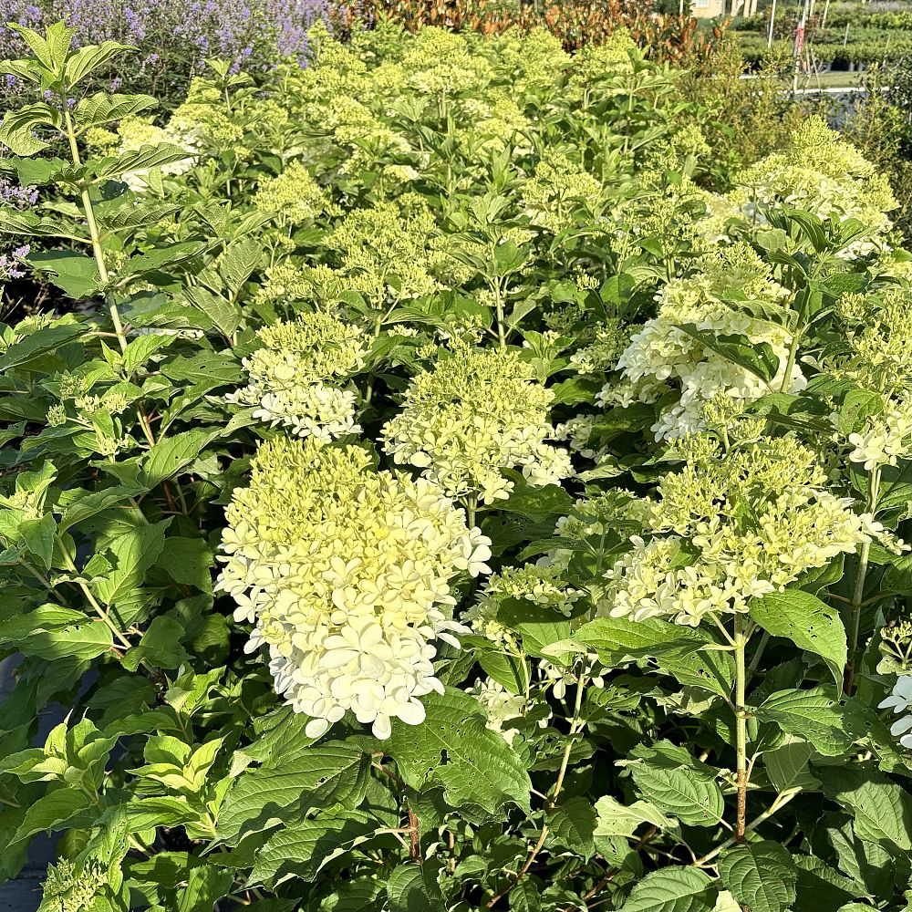 hydrangea-paniculata-phantom-panicle-hydrangea-royal-star