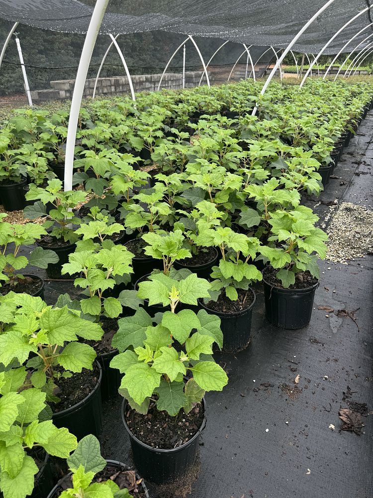 hydrangea-quercifolia-ellen-huff-oakleaf-hydrangea