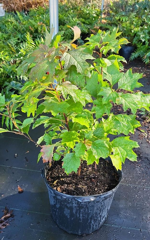 hydrangea-quercifolia-oakleaf-hydrangea