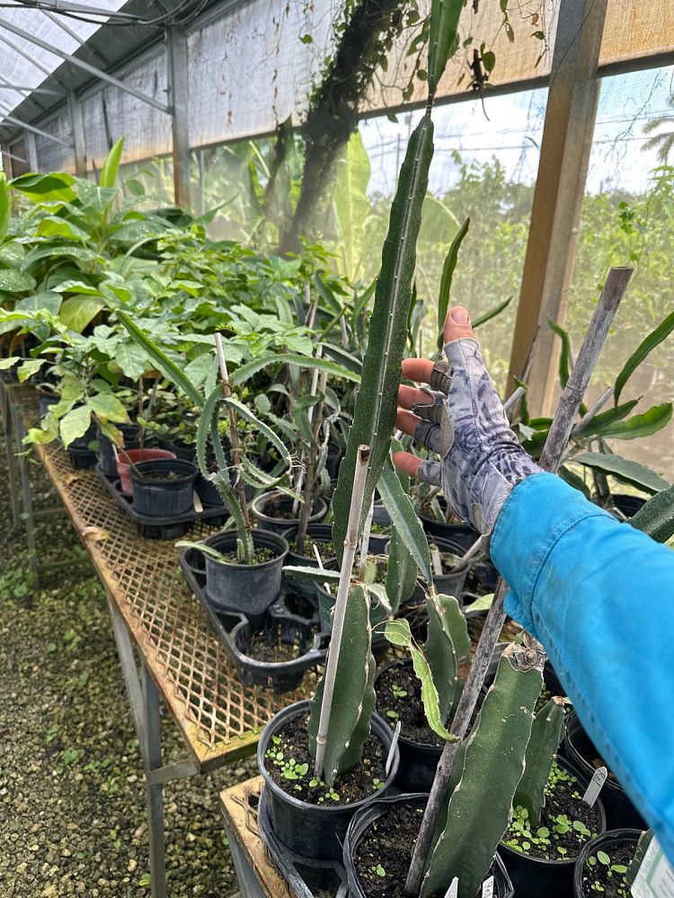 hylocereus-dragon-fruit