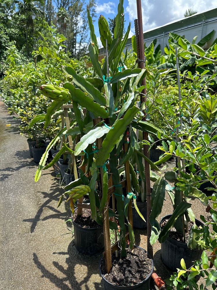 hylocereus-dragon-fruit