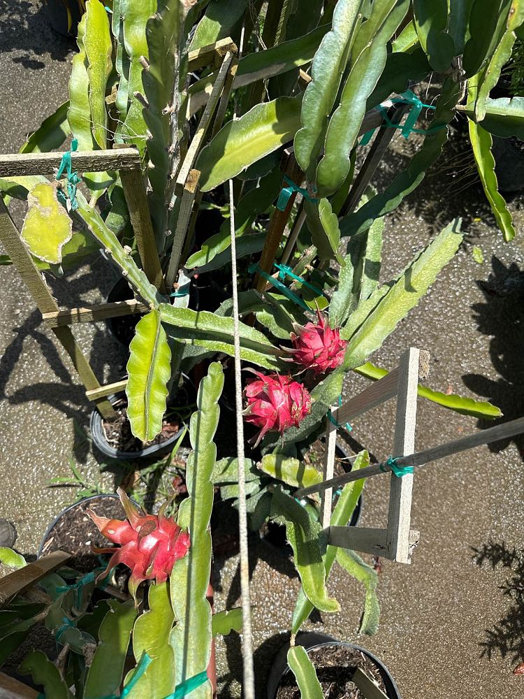 hylocereus-dragon-fruit