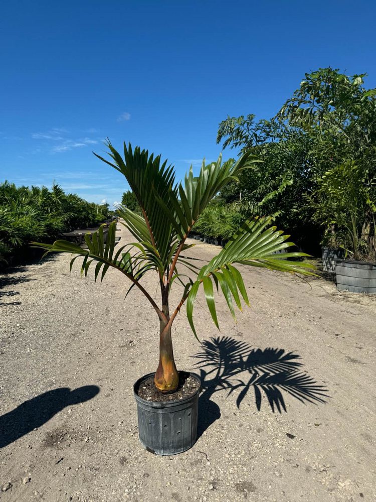 hyophorbe-lagenicaulis-bottle-palm