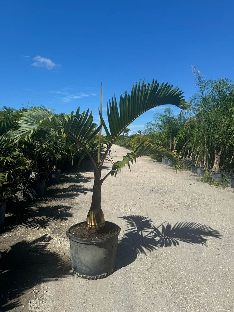 hyophorbe-lagenicaulis-bottle-palm