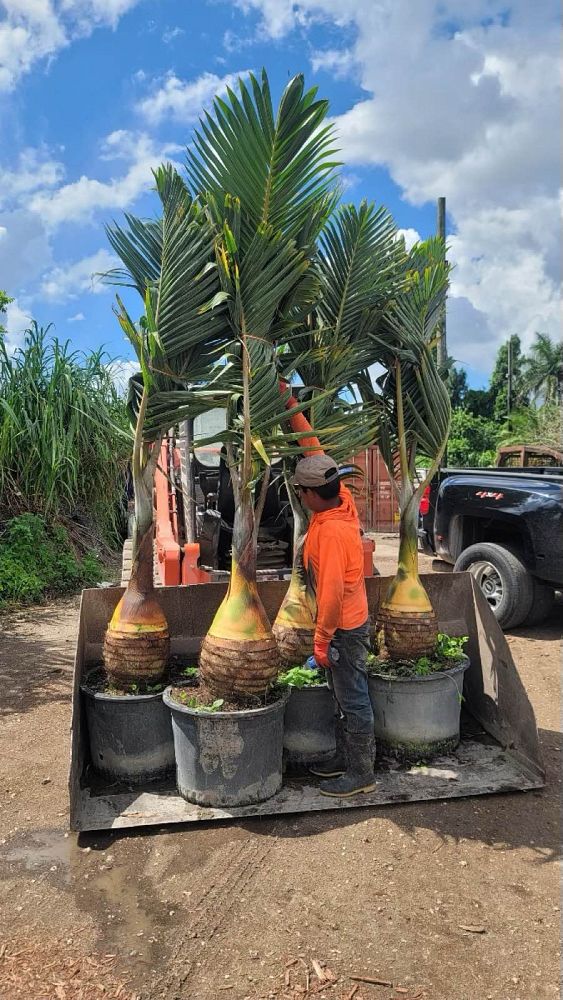 hyophorbe-lagenicaulis-bottle-palm