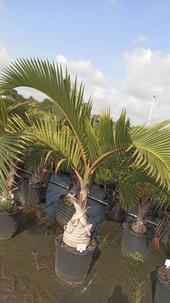 hyophorbe-lagenicaulis-bottle-palm