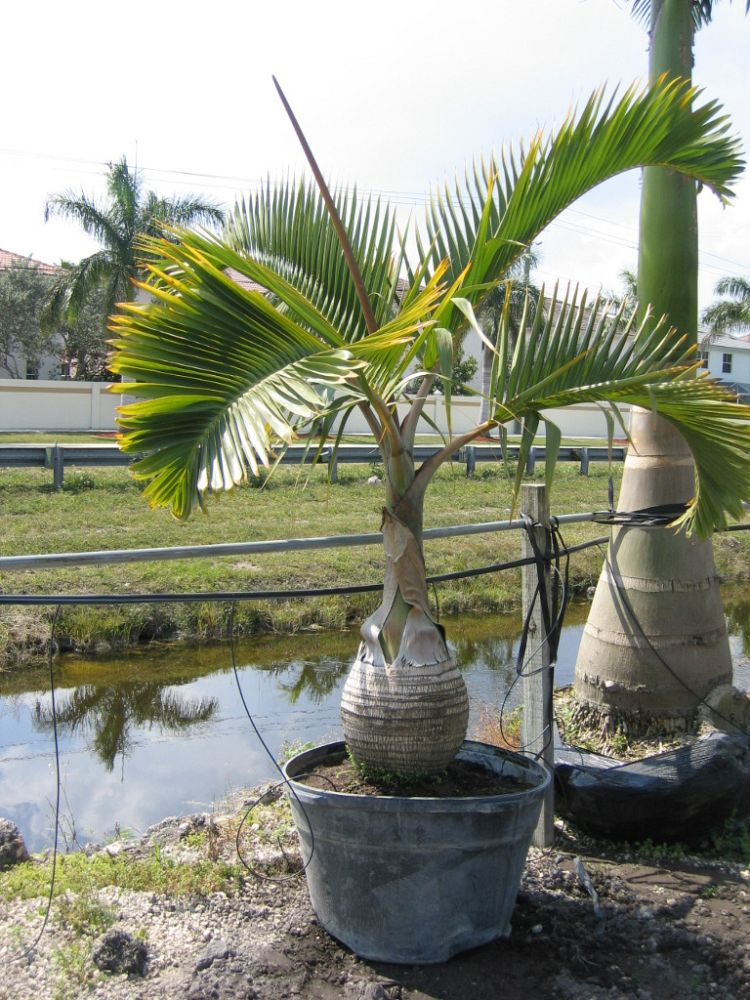 hyophorbe-lagenicaulis-bottle-palm