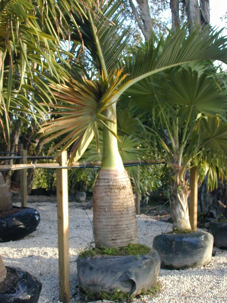 hyophorbe-lagenicaulis-bottle-palm