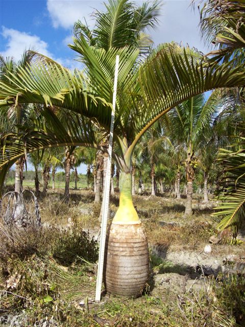 hyophorbe-lagenicaulis-bottle-palm