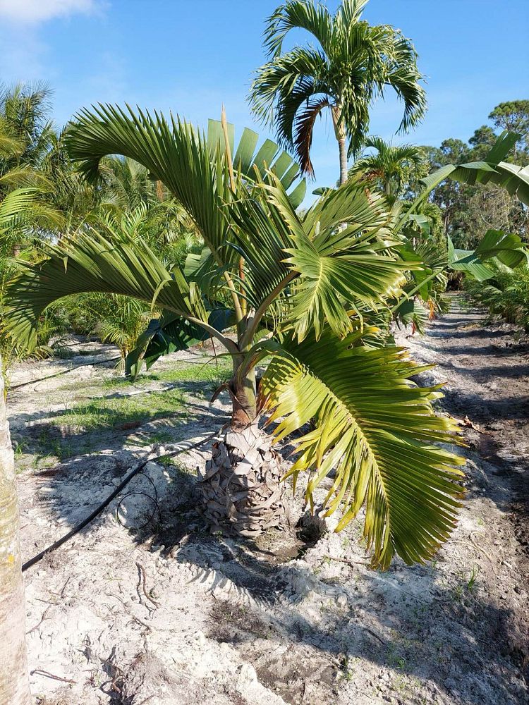 hyophorbe-lagenicaulis-bottle-palm