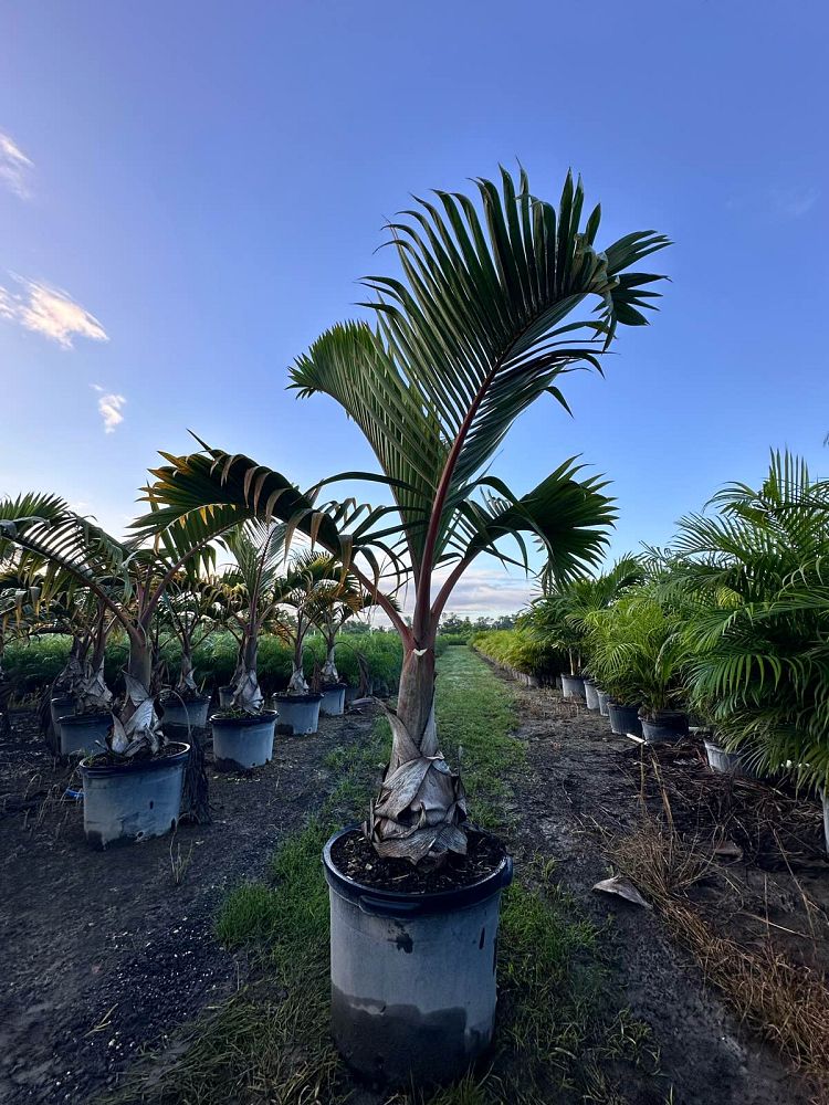 hyophorbe-lagenicaulis-bottle-palm