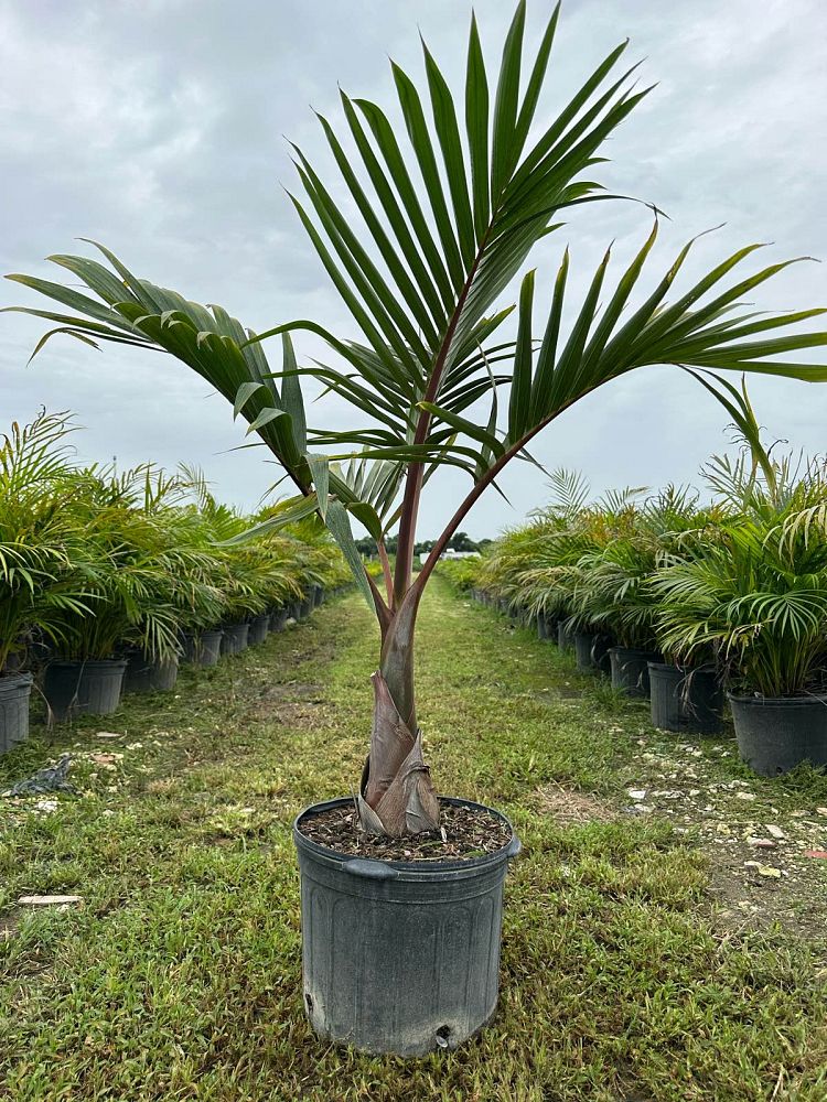 hyophorbe-lagenicaulis-bottle-palm