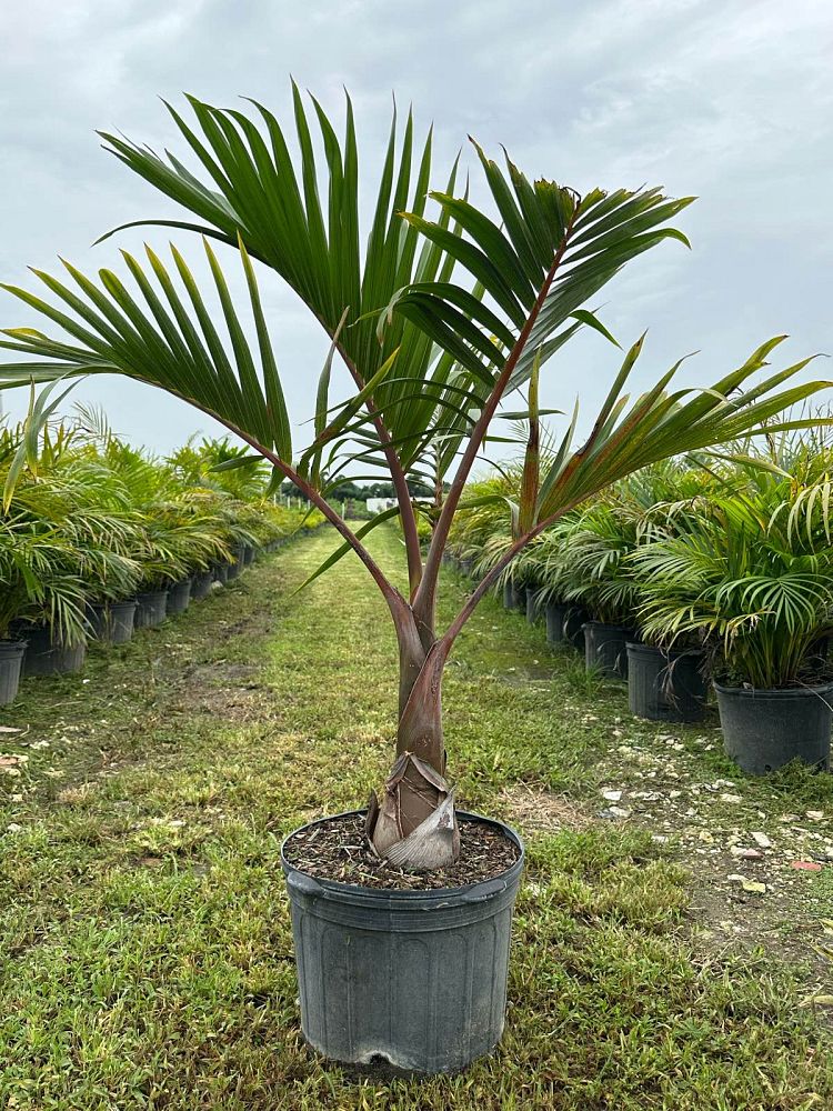 hyophorbe-lagenicaulis-bottle-palm