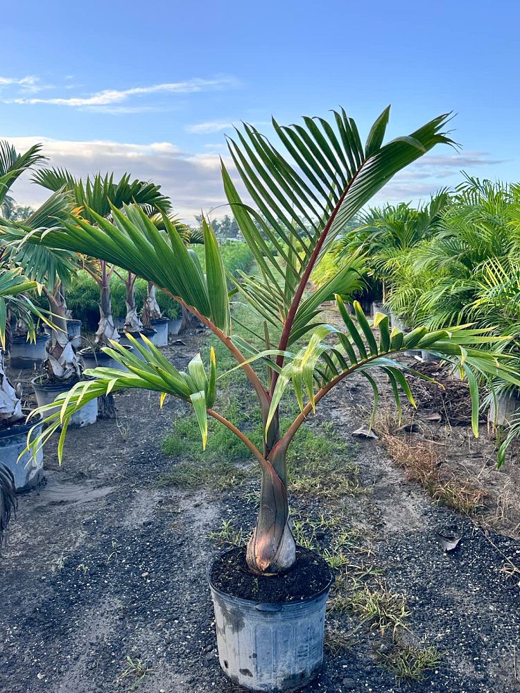 hyophorbe-lagenicaulis-bottle-palm