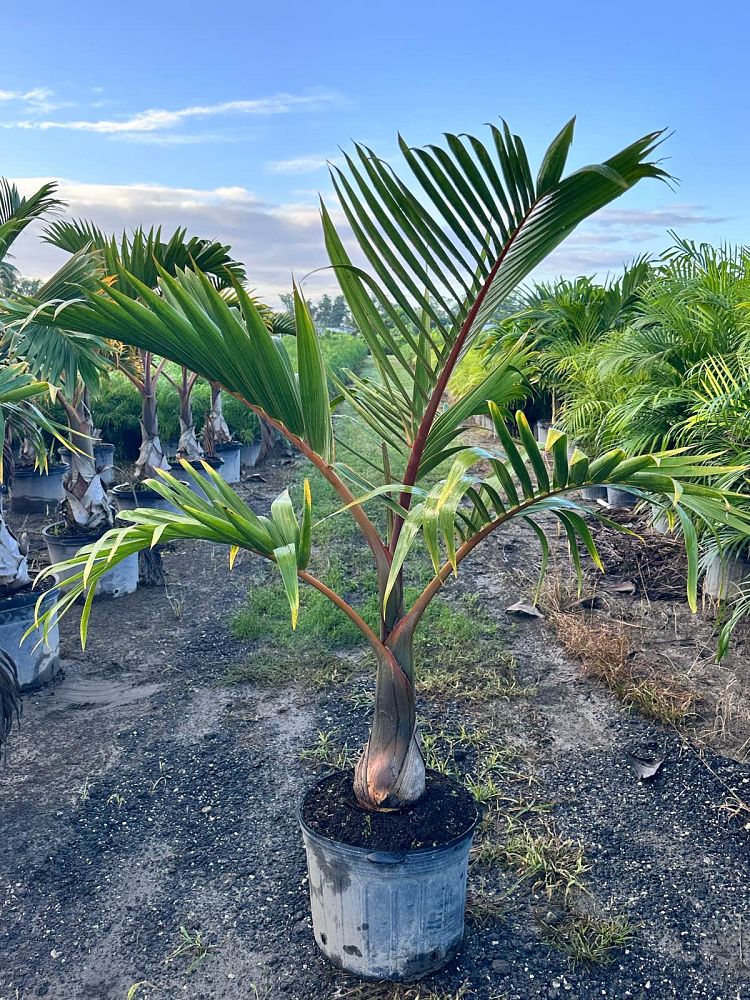 hyophorbe-lagenicaulis-bottle-palm