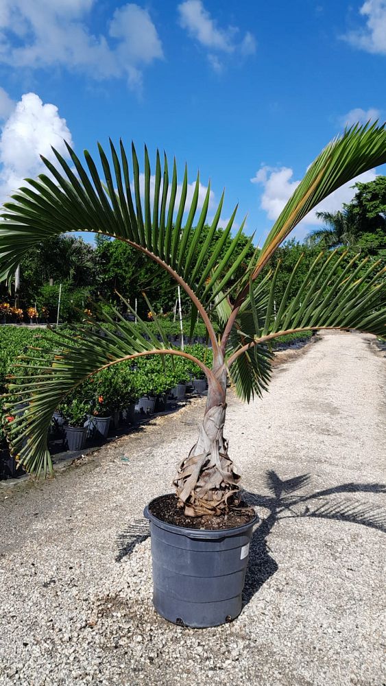 hyophorbe-lagenicaulis-bottle-palm