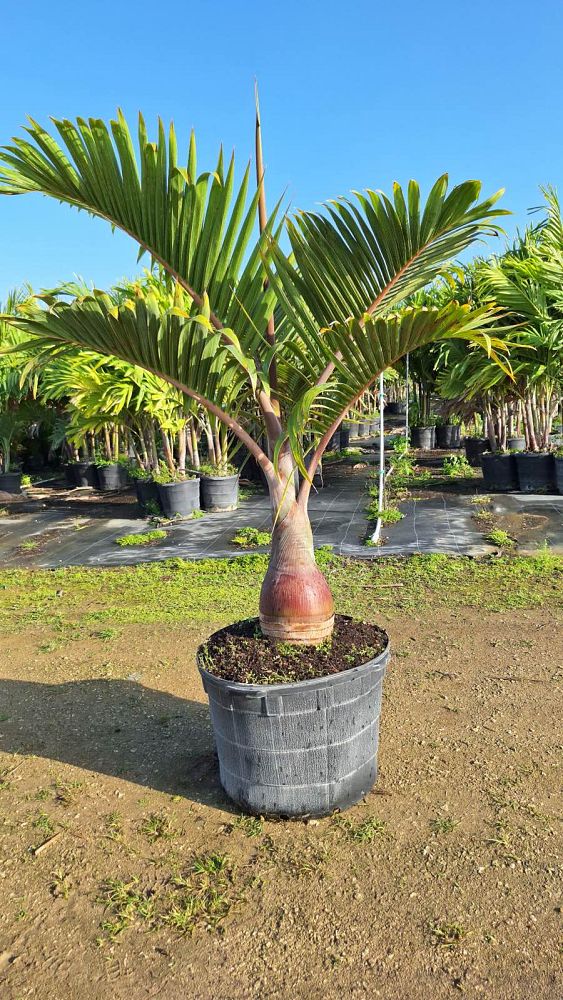 hyophorbe-lagenicaulis-bottle-palm