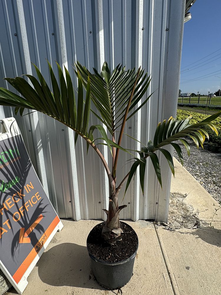 hyophorbe-lagenicaulis-bottle-palm