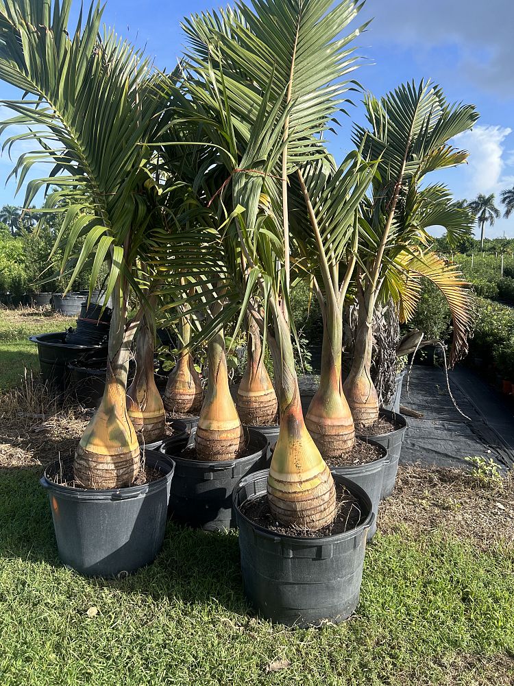 hyophorbe-lagenicaulis-bottle-palm