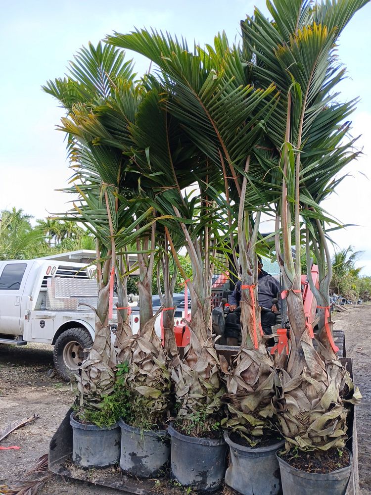 hyophorbe-lagenicaulis-bottle-palm