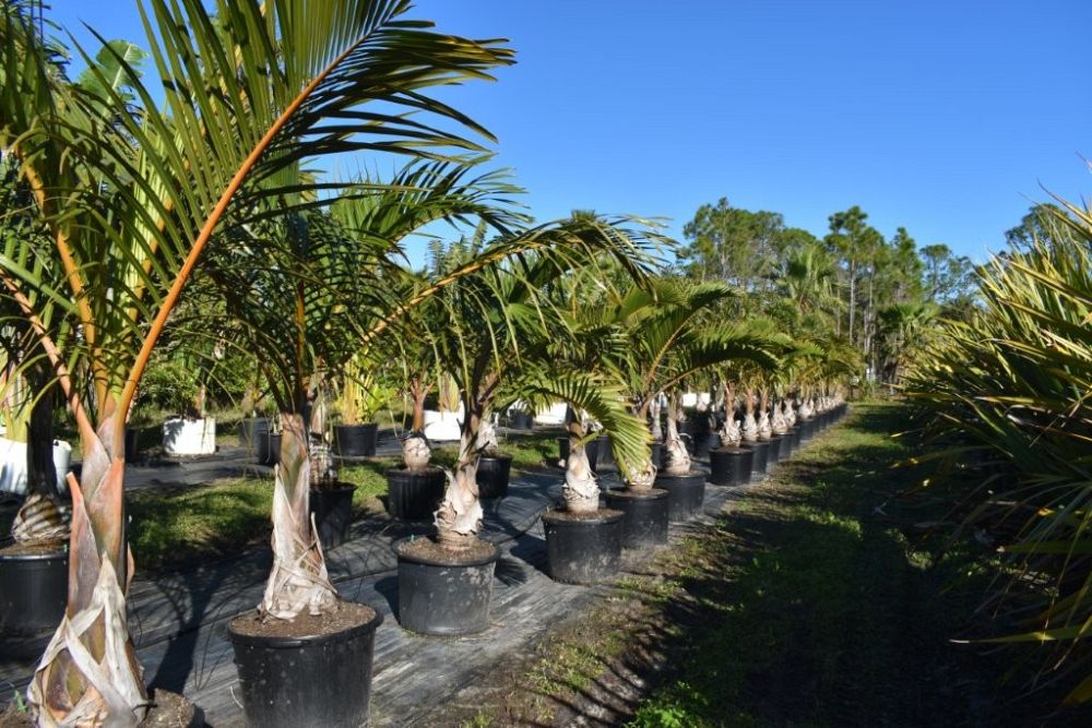 hyophorbe-lagenicaulis-bottle-palm