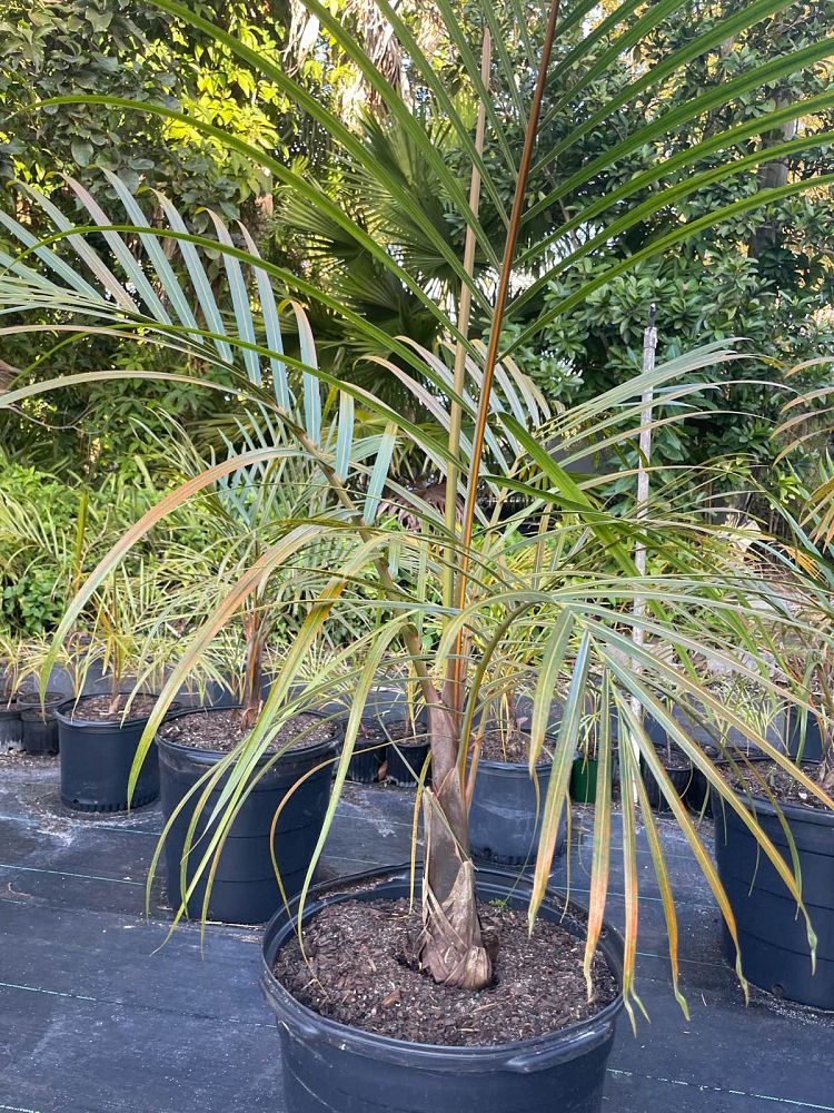 hyophorbe-verschaffeltii-mascarena-palm-spindle-palm