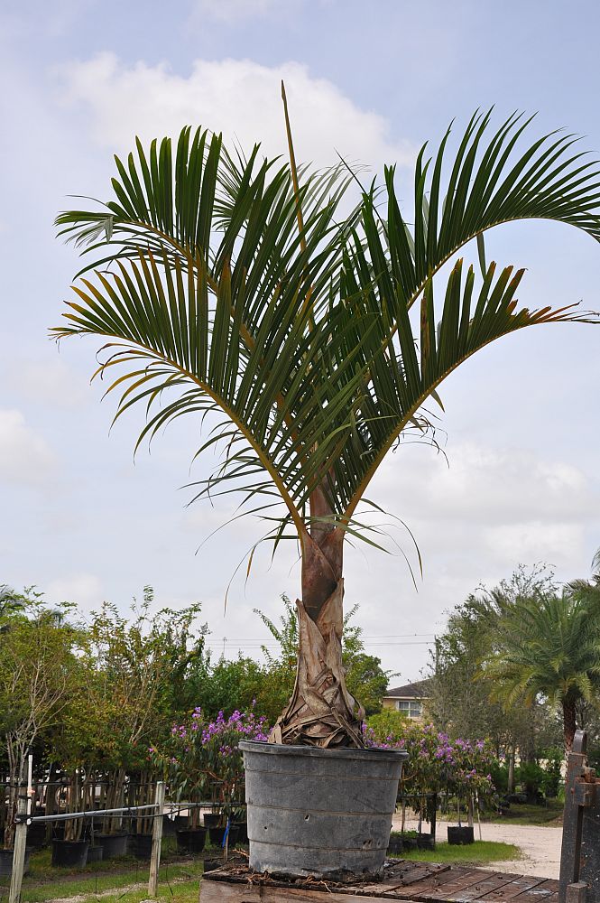 hyophorbe-verschaffeltii-mascarena-palm-spindle-palm