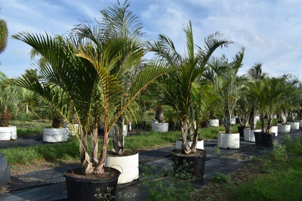 hyophorbe-verschaffeltii-mascarena-palm-spindle-palm