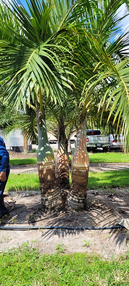 hyophorbe-verschaffeltii-mascarena-palm-spindle-palm