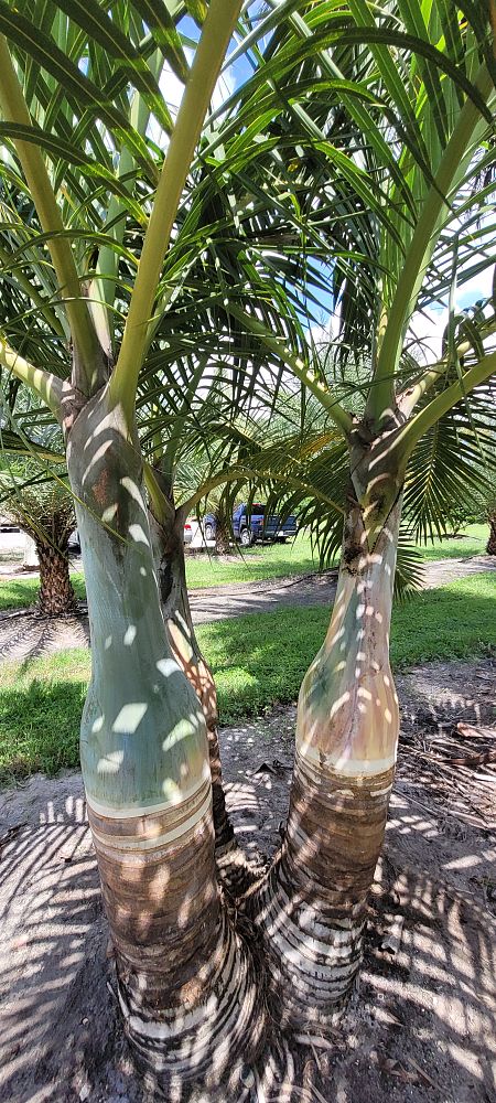 hyophorbe-verschaffeltii-mascarena-palm-spindle-palm