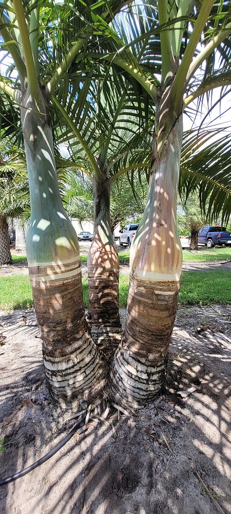 hyophorbe-verschaffeltii-mascarena-palm-spindle-palm