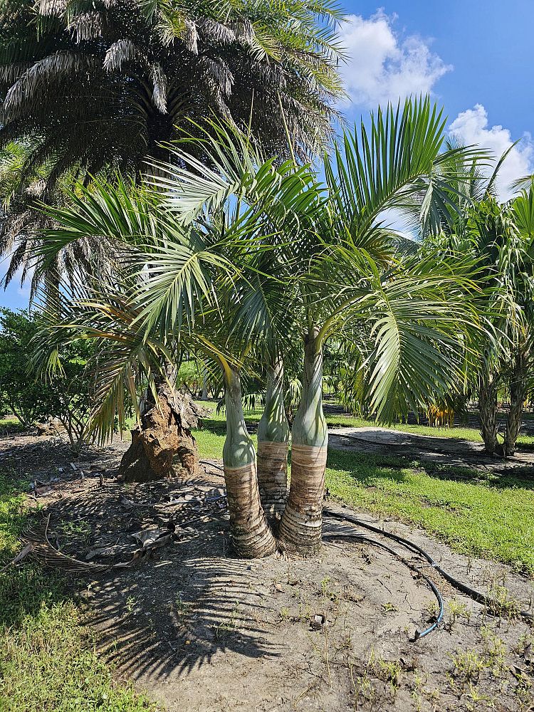 hyophorbe-verschaffeltii-mascarena-palm-spindle-palm