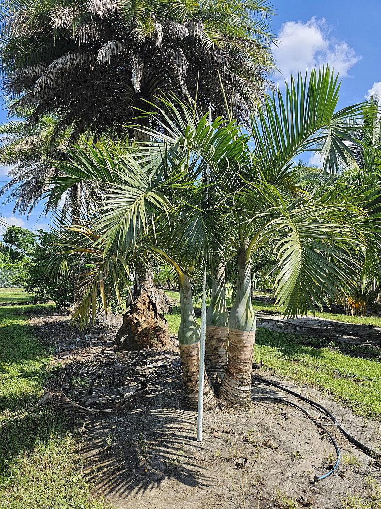 hyophorbe-verschaffeltii-mascarena-palm-spindle-palm