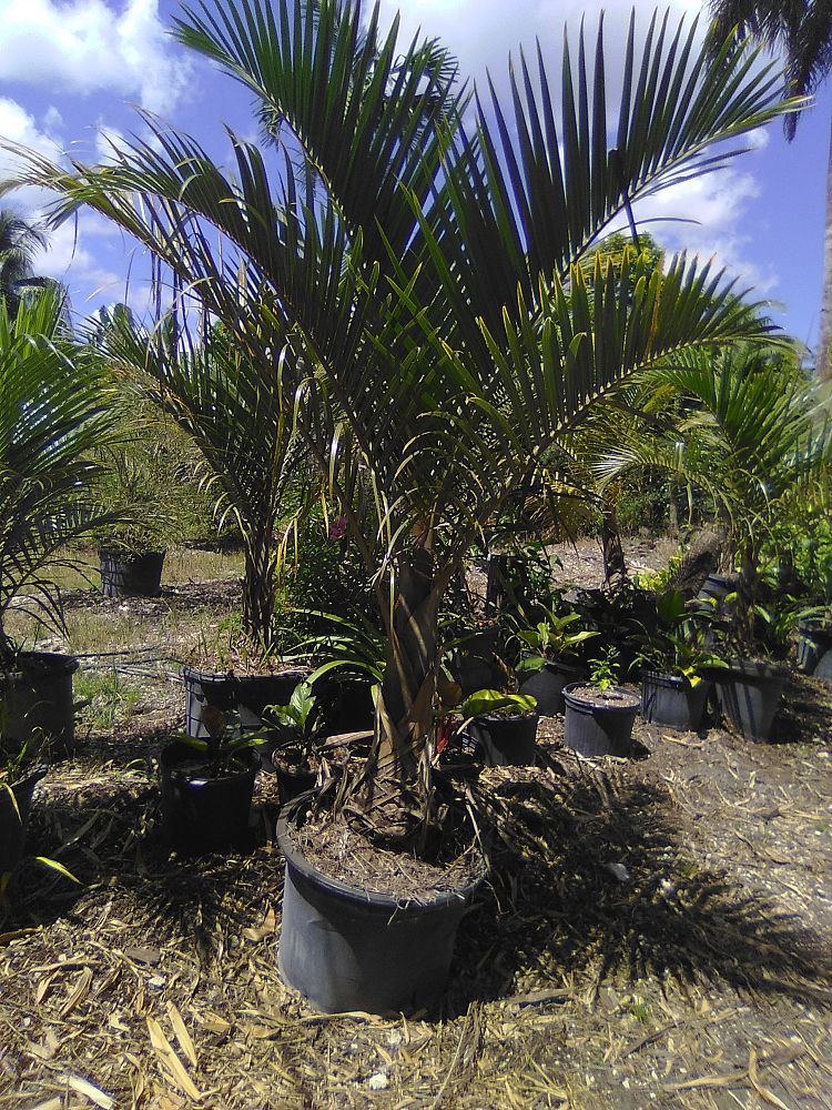 hyophorbe-verschaffeltii-mascarena-palm-spindle-palm