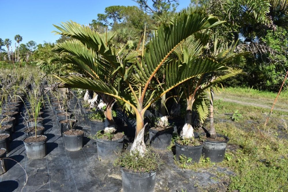 hyophorbe-verschaffeltii-mascarena-palm-spindle-palm