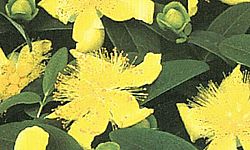 hypericum-calycinum-creeping-st-john-s-wort-aaron-s-beard