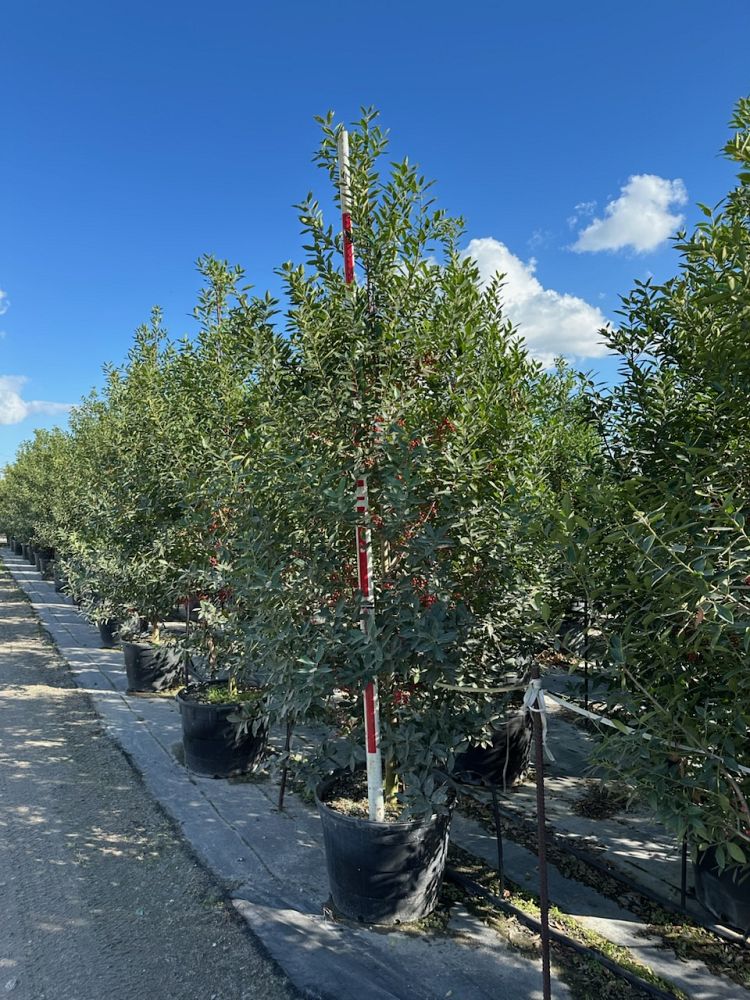 ilex-cassine-dahoon-holly-cassine-holly