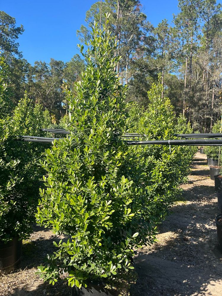 ilex-cassine-tensaw-dahoon-holly-cassine-holly