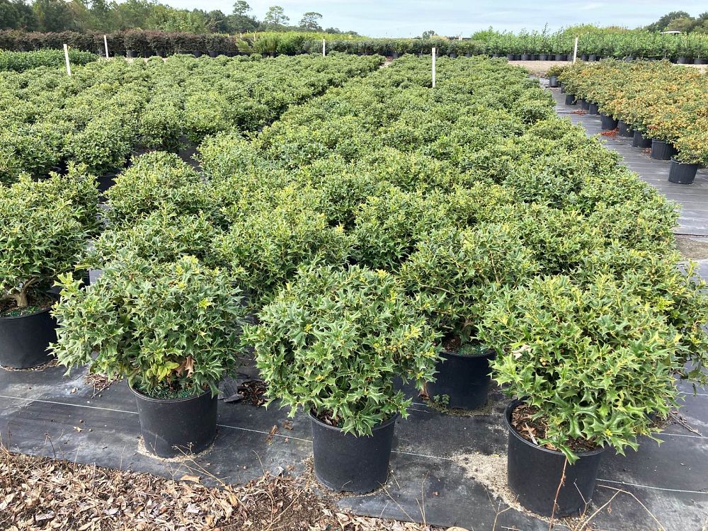 Salmon's Wholesale Nursery | plantANT.com