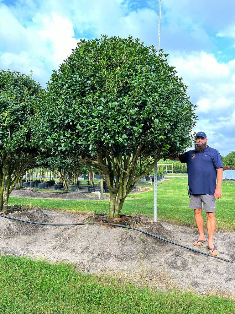 ilex-cornuta-sizzler-chinese-holly-horned-holly