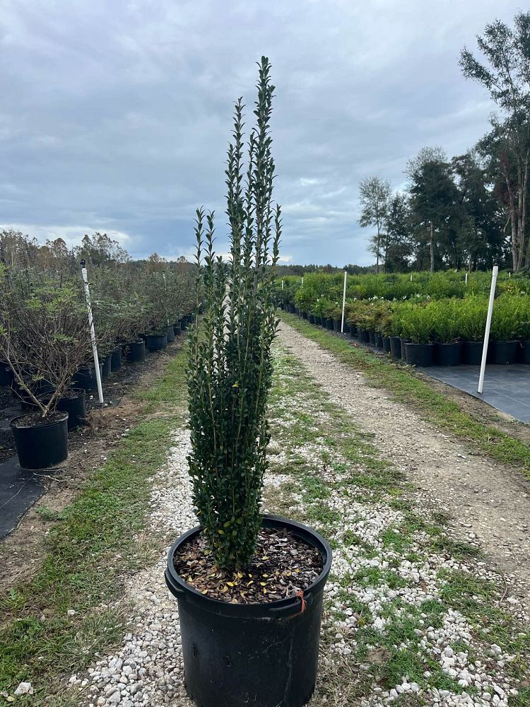 ilex-crenata-sky-pencil-japanese-holly