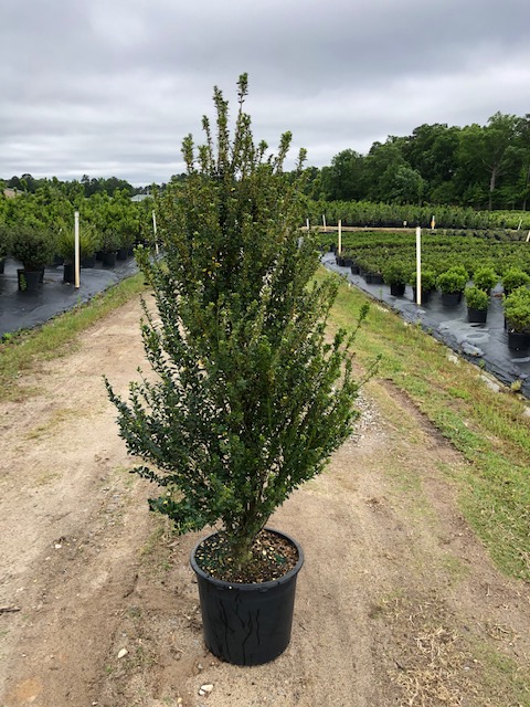 ilex-crenata-steeds-japanese-holly