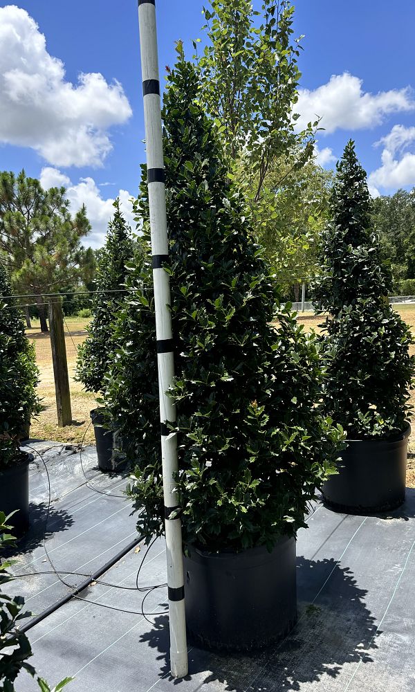 ilex-hybrid-conaf-oak-leaf-trade-holly-oakleaf-red-holly