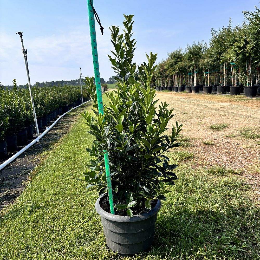 ilex-hybrid-conaf-oak-leaf-trade-holly-oakleaf-red-holly