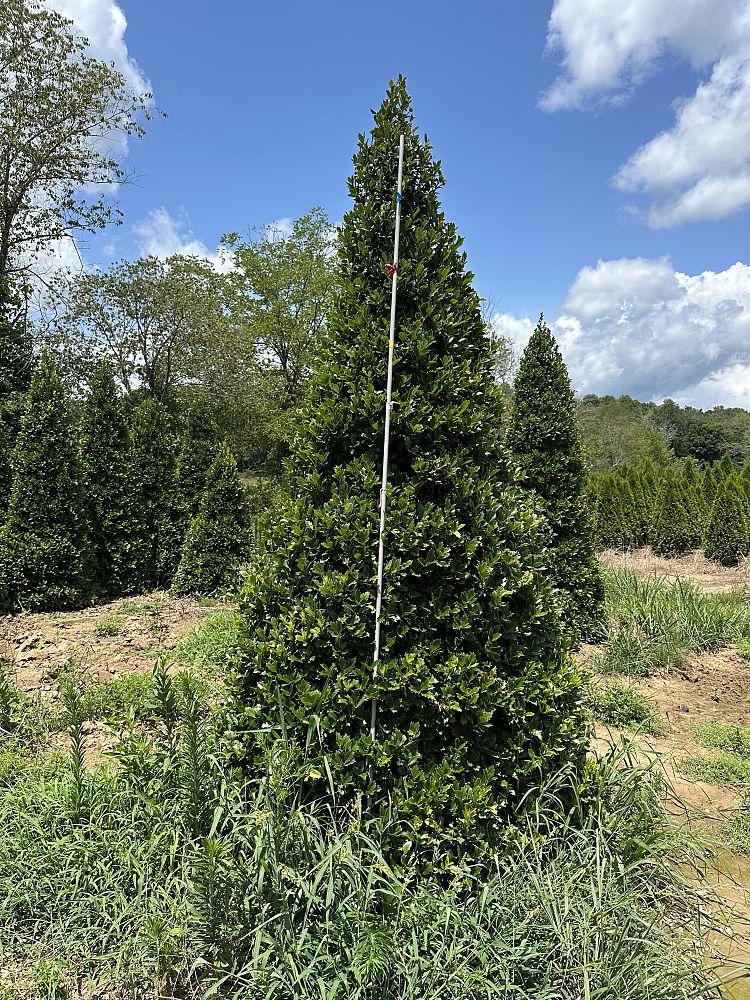 ilex-hybrid-conaf-oak-leaf-trade-holly-oakleaf-red-holly