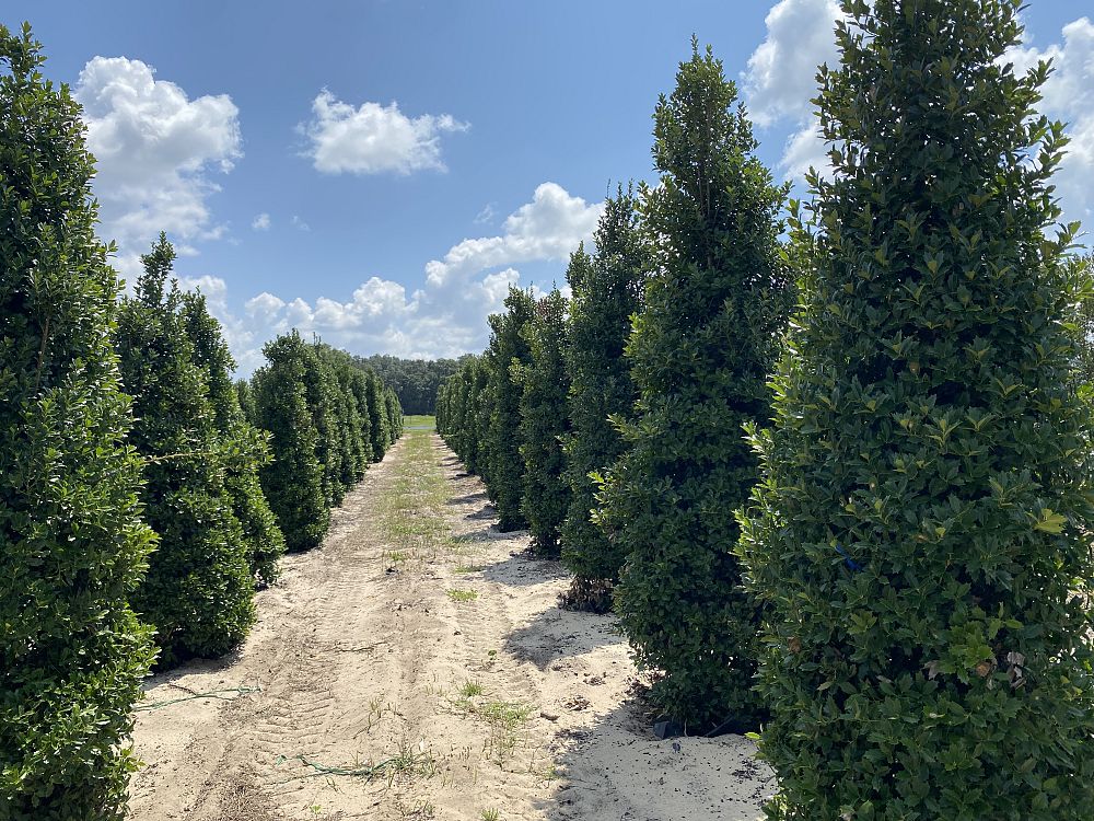 ilex-hybrid-conaf-oak-leaf-trade-holly-oakleaf-red-holly