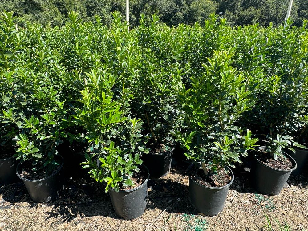 ilex-hybrid-conaf-oak-leaf-trade-holly-oakleaf-red-holly