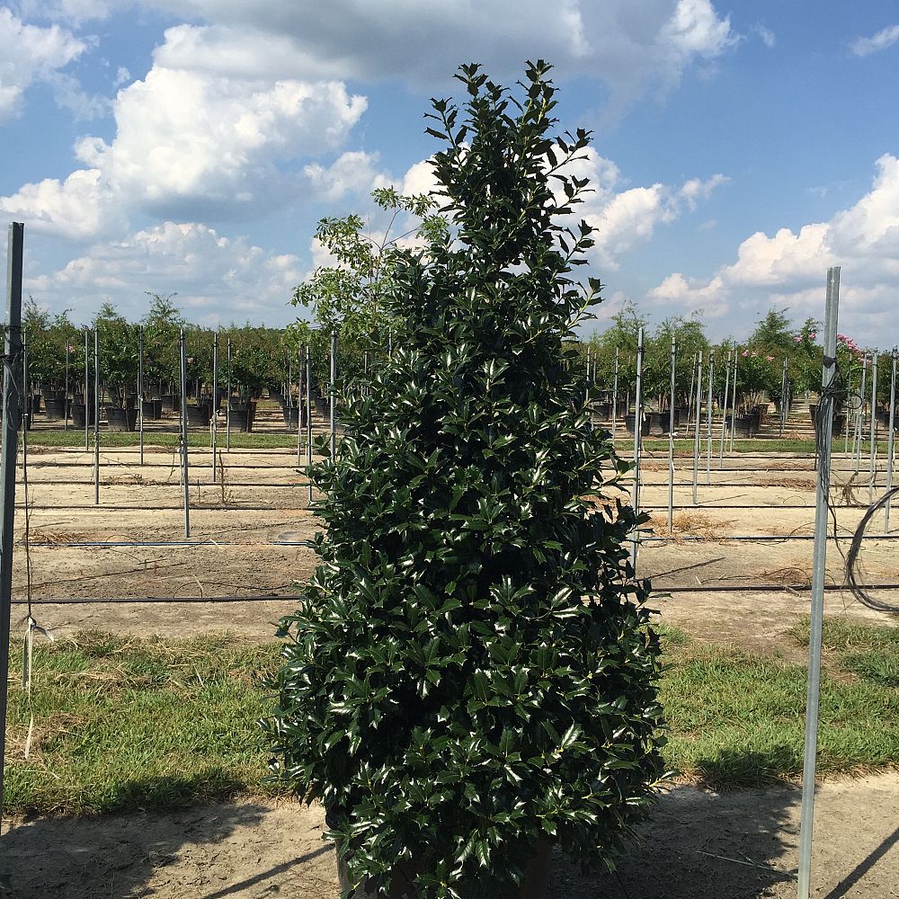 ilex-hybrid-conin-robin-trade-holly