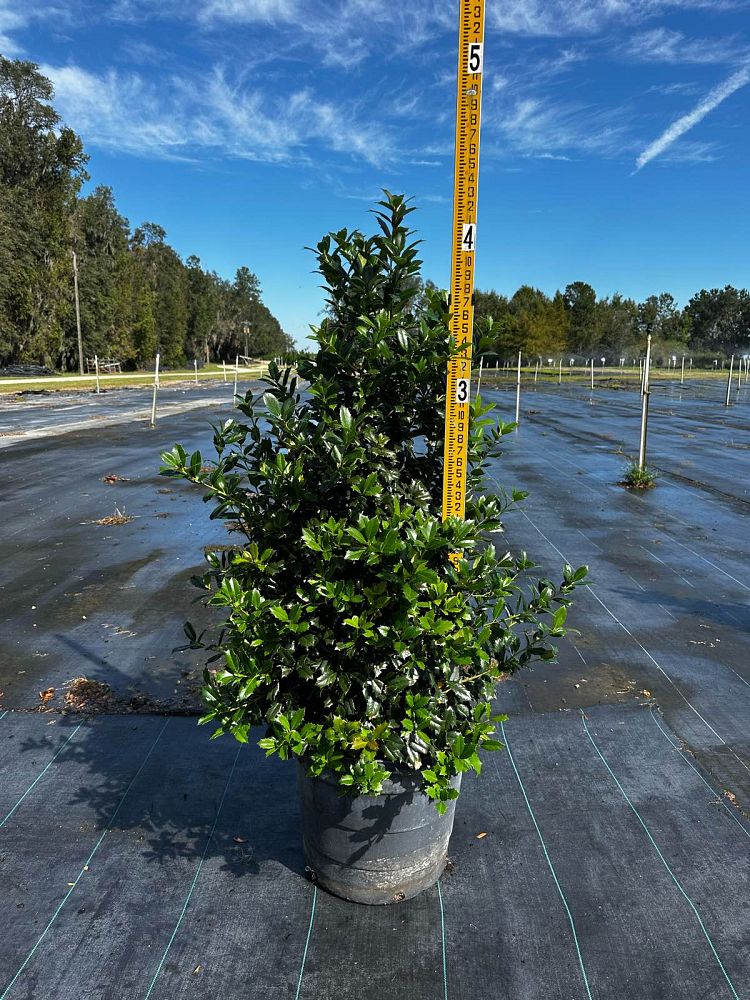 ilex-hybrid-conin-robin-trade-holly